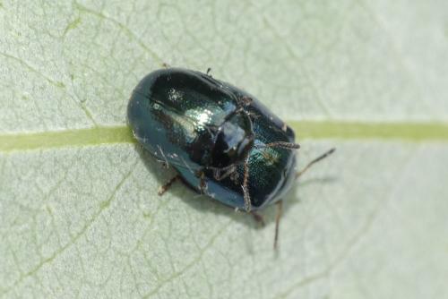 Plagiodera versicolora